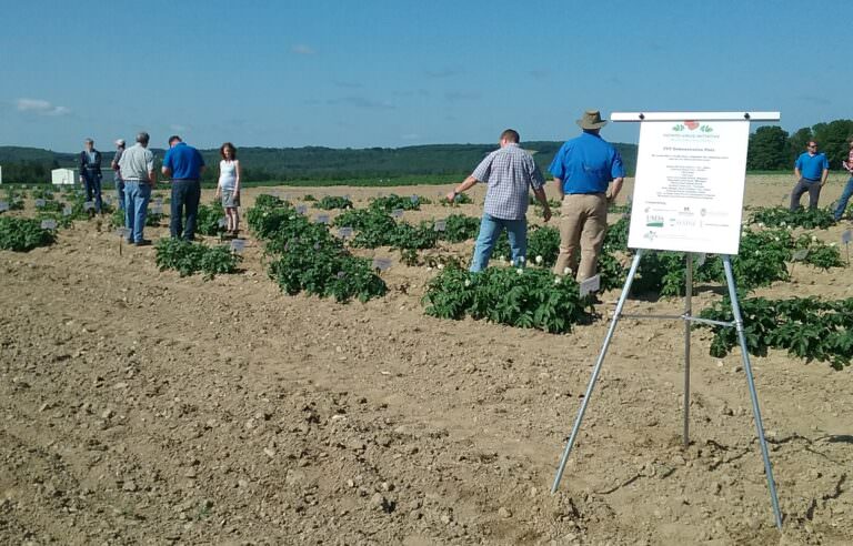 PVY demonstration plot trial in Maine on July 13, 2022, drew crowds of growers and crop consultants to see symptoms of three different strains of the virus in more than 20 potato cultivars.