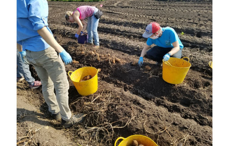 The project team collecting potatoes from a harvest plot.